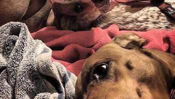 Jadi posisi badan anjing ada di sebelah kanan atau kiri? Foto: Brightside