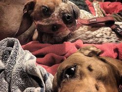 Foto Ini Harus Dilihat Lebih dari Dua Kali untuk Dipahami