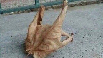 Coba tebak ini tangan atau bukan? Foto: Brightside