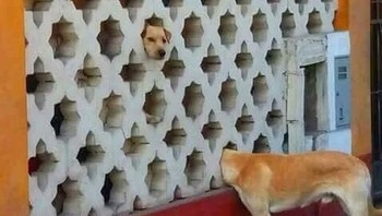 Anjingnya berleher panjang. Foto: Brightside