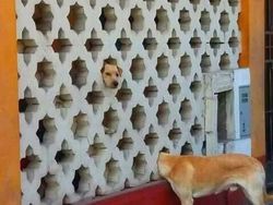 Foto Ini Harus Dilihat Lebih dari Dua Kali untuk Dipahami