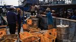 Tempat Pelelangan Ikan Muara Angke Kembali Bergeliat