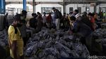 Tempat Pelelangan Ikan Muara Angke Kembali Bergeliat