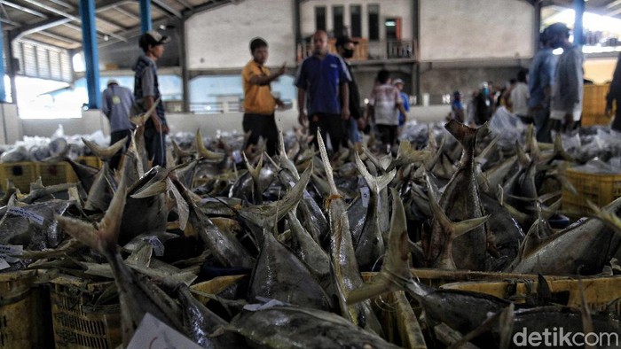 Kembalinya Geliat Tempat Pelelangan Ikan Muara Angke Diberlakukannya PSBB transisi membuat aktivitas tempat pelelangan ikan di Muara Angke kembali dibuka hari ini. Bisnis di lokasi ini kebali menggeliat.