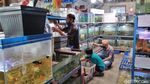 Melihat Bisnis Ikan Hias di Tengah Pandemi Corona