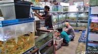 Memelihara ikan hias, merupakan salah satu hobi yang dilakukan Antonio. Dia memiliki beberapa jenis ikan hias di rumahnya. salah satunya ikan koi yang warnanya cukup indah.