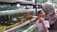 Pembeli yang lain, Sulis mengaku sudah beberapa kali membeli ikan untuk anaknya selama pandemi Covid-19. Khususnya ikan-ikan kecil seperti gupi dan ikan balon. Dia sendiri sudah memelihar ikan koi, koki hinga super red louhan.