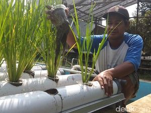 Bisa Dicontoh, Menanam Padi Tanpa Harus di Sawah dengan Metode Hidroganik