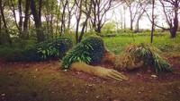 Di dalam taman Heligan, anda akan menemukan banyak rahasia, dan salah satunya adalah patung Mud Maid yang ikonik, yang dibuat dengan penuh kasih oleh seniman lokal.  