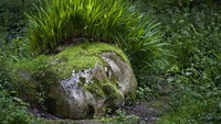 Lost Gardens of Heligan didirikan oleh keluarga Tremayne pada abad ke-18 dan merupakan salah satu kebun raya Inggris yang paling terkenal.   