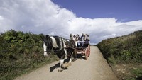 Yang unik lagi dari pulau Sark adalah di sana tidak ada mobil. Ya, mobil dilarang di Sark. Adanya gerobakl yang ditarik sapi, seperti di Gili Trawangan. (Getty Images/BrettCharlton)