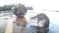 Dia mendapatkan kesempatan untuk berenang bersama penguin yang menggemaskan. (Ian Melvin/Instagram)