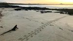 Foto: Traveler Berteman dengan Satwa Liar di Pulau Terpencil
