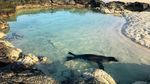 Foto: Traveler Berteman dengan Satwa Liar di Pulau Terpencil