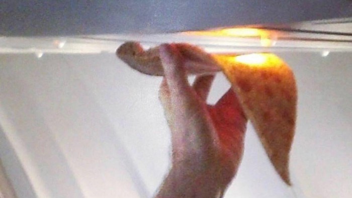 Cara nyeleneh traveler menghangtkan pizza di pesawat