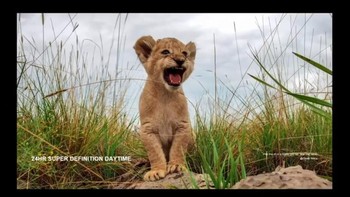 Hari ini Huawei membuka pre-order untuk dua ponsel flagship mereka, salah satunya P40 Pro Plus. Foto: YouTube Huawei Mobile Indonesia