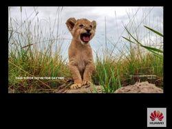 Huawei Pede Adu Hasil Foto P40 Pro Plus dengan iPhone & Samsung