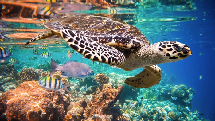Ilustrasi Penyu Sisik Hawksbill Turtle - Eretmochelys imbricata floats under water. Maldives Indian Ocean coral reef.