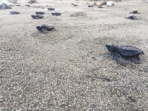 Komunitas Sahabat Pesisir di Polewali Mandar berusaha menyelamatkan keberadaan penyu dengan berpateroli malam.