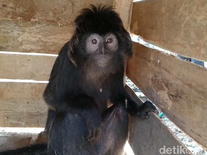 Lutung Jawa nyasar di permukiman warga di Kabupaten Pekalongan, Selasa (9/6/2020).
