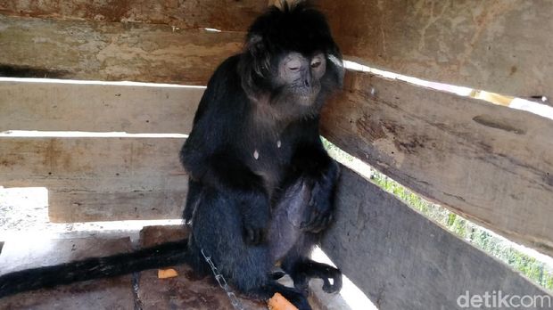 Lutung Jawa nyasar di permukiman warga di Kabupaten Pekalongan, Selasa (9/6/2020).