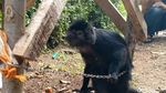 Lutung Jawa Nyasar ke Permukiman Warga