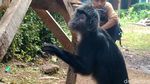 Lutung Jawa Nyasar ke Permukiman Warga