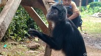 Warga juga sudah berupaya melaporkan temuan ini kepada BKSDA. Kini lutung itu menjadi tontonan warga.