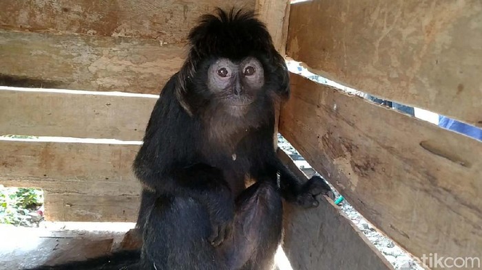 Lutung Jawa Nyasar ke Permukiman Warga Seekor lutung Jawa nyasar ke permukiman di Desa Sumur Jomblangbogo, Kecamatan Bojong, Kabupaten Pekalongan. Saat ditemukan lutung Jawa itu kurus dan terluka.