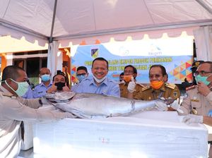 KKP Siap Kembangkan Budidaya Tuna di Teluk Tomini