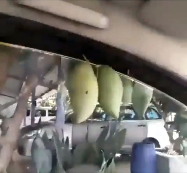 Petik mangga pakai gaya cheerleader