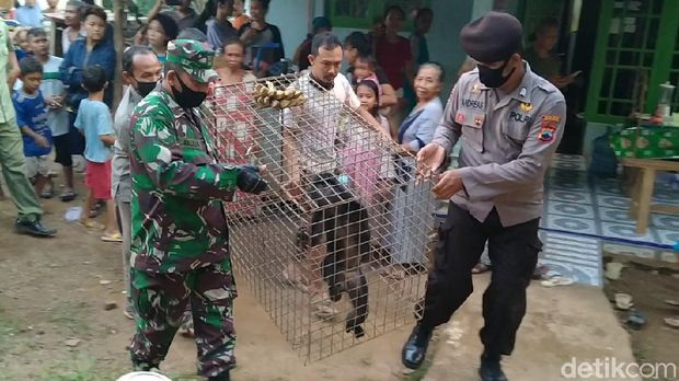 Proses evakuasi lutung Jawa nyasar di Pekalongan ke Taman Safari IV Batang