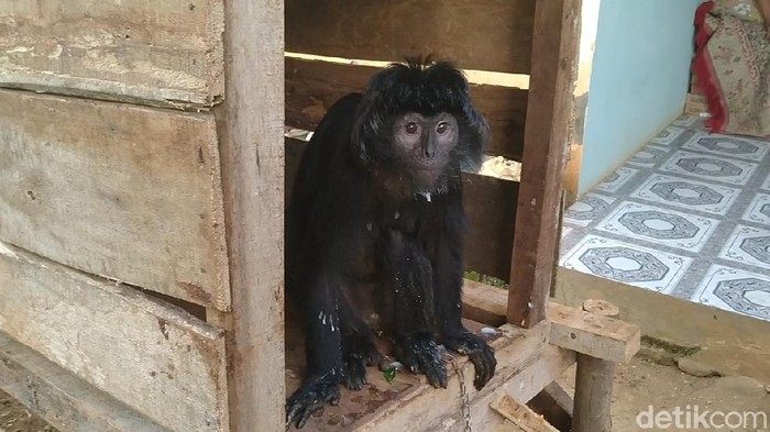 Proses evakuasi lutung Jawa nyasar di Pekalongan ke Taman Safari IV Batang