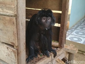 Lutung Jawa Nyasar di Permukiman Pekalongan Dievakuasi ke Taman Safari