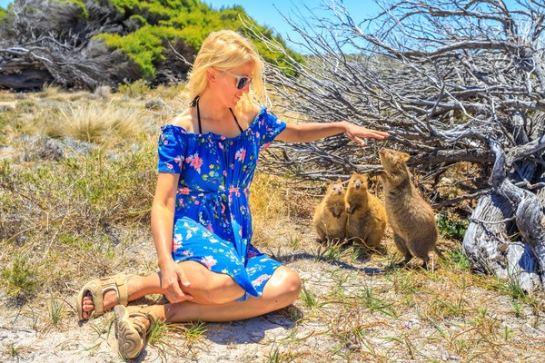 Walau dia tergolong hewan liar, namun quokka hidup berdampingan dengan manusia dan masuk dalam kategori hewan jinak. Buktinya dia mau saja diajak berfoto oleh wisatawan. (Getty Images/iStockphoto) Walau dia tergolong hewan liar, namun quokka hidup berdampingan dengan manusia dan masuk dalam kategori hewan jinak. Buktinya dia mau saja diajak berfoto oleh wisatawan. (Getty Images/iStockphoto)