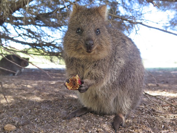 Ceritanya, selama 6 hari sang kapten menemukan banyak big rat. Alasan dia dinamakan big rat karena quokka mirip tikus dengan ukuran raksasa. Dari situ pulau ini diberi nama rat nest atau sarang tikus. Kemudian nama tersebut berubah menjadi Rottnest: (Getty Images/iStockphoto) Ceritanya, selama 6 hari sang kapten menemukan banyak big rat. Alasan dia dinamakan big rat karena quokka mirip tikus dengan ukuran raksasa. Dari situ pulau ini diberi nama rat nest atau sarang tikus. Kemudian nama tersebut berubah menjadi Rottnest: (Getty Images/iStockphoto)
