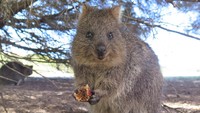 Binatang gemas ini bisa kamu temukan di Pulau Rottnest yang berada di pesisir barat Australia. (Getty Images/iStockphoto)