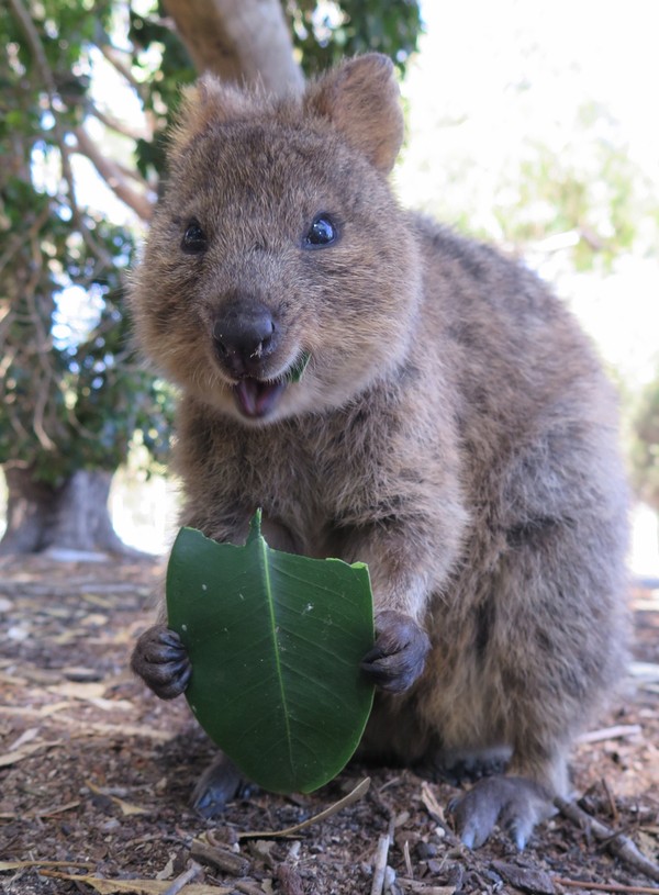 Quokka adalah hewan asli dari Pulau Rottnest, Australia. Hewan gemas ini pertama kali ditemukan oleh kapten kapal Belanda, Willem de Vlamingh pada tahun 1696. (Getty Images/iStockphoto) Quokka adalah hewan asli dari Pulau Rottnest, Australia. Hewan gemas ini pertama kali ditemukan oleh kapten kapal Belanda, Willem de Vlamingh pada tahun 1696. (Getty Images/iStockphoto)