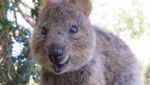 Gemas Banget! Quokka, Hewan Paling Bahagia di Dunia