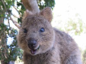 Quokka, Hewan Paling Bahagia di Dunia Tapi Rentan Punah