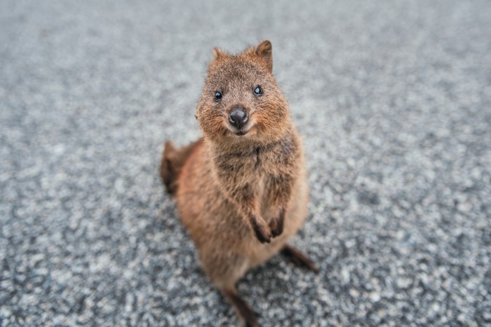 Quokka, hewan paling bahagia di bumi