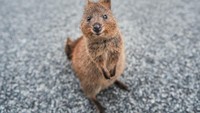 Quokka merupakan hewan endemiknya Australia. (Getty Images/iStockphoto)