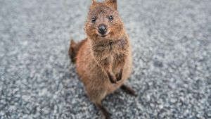 Gemas Banget! Quokka, Hewan Paling Bahagia di Dunia