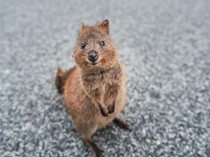 Mengenal Quokka, Si Hewan Paling Bahagia di Dunia