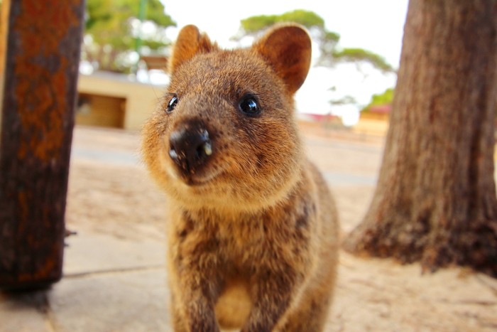 Quokka Quokka, hewan paling bahagia di bumi