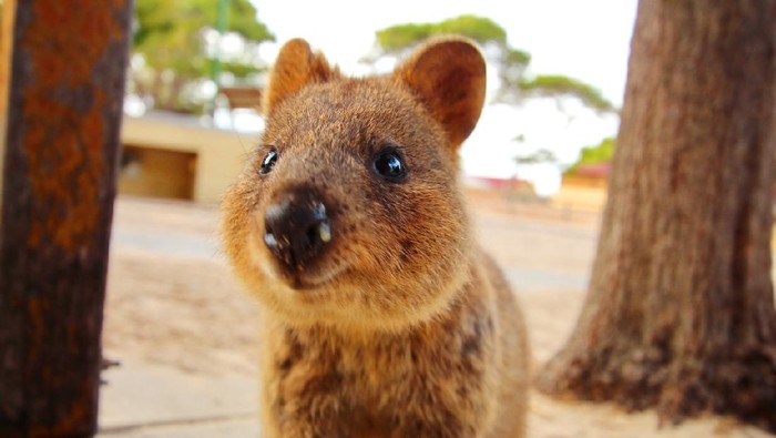 Quokka, hewan paling bahagia di bumi
