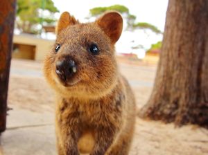 Gemasnya Quokka, Hewan Pengerat yang Wajahnya Terlihat Selalu Senyum