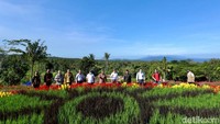 Agrowisata Tamansuruh berada di  Desa Tamansuruh, Kecamatan Glagah, Banyuwangi. Di destinasi cantik ini, ada hamparan bunga-bunga cantik warna warni yang menjadi spot Instagramable. (Ardian Fanani/detikcom)