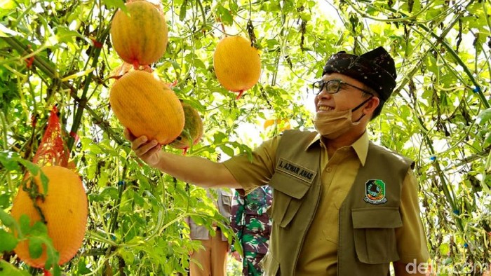 Banyuwangi - Sejumlah destinasi wisata di Banyuwangi siap menyambut era kebiasaan baru (new normal) dengan protokol kesehatan yang ketat. Salah satunya, Agrowisata Tamansuruh (AWT) di Desa Tamansuruh, Kecamatan Glagah, yang telah memiliki standar pariwisata di era new normal, mulai fasilitas protokol kesehatan hingga skema pembatasan pengunjung.