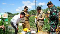 Di Agrowisata Tamansuruh, juga tersedia berbagai sayur hingga buah-buahan organik. Dengan mengonsumsi langsung di lahannya ini menjanjikan experience unik sekaligus meningkatkan kesehatan pengunjung. Ardian Fanani/detikcom